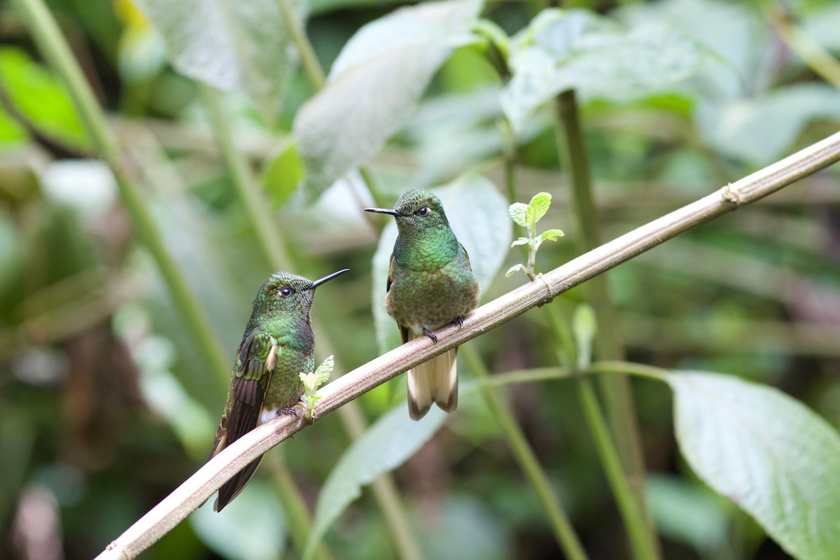 Buff-tailed Coronet - Gabriel Leite