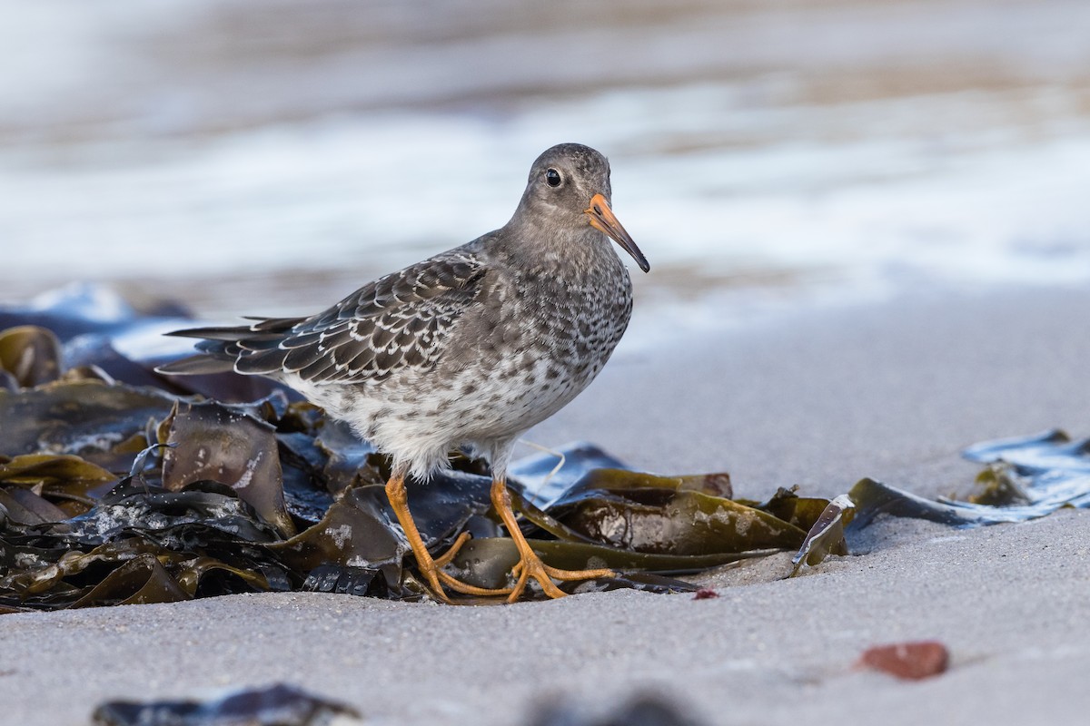 Purple Sandpiper - Stefan Hirsch