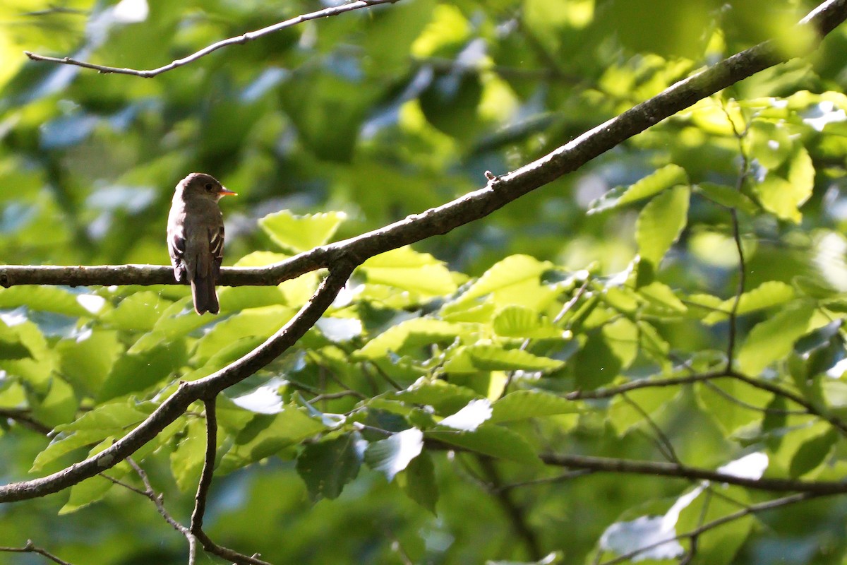 Eastern Wood-Pewee - ML245627881