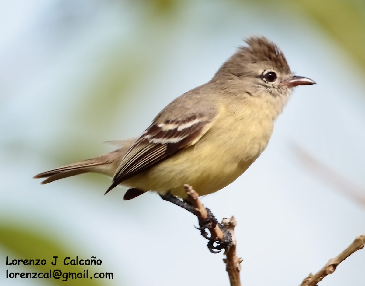 Southern Beardless-Tyrannulet - Lorenzo Calcaño