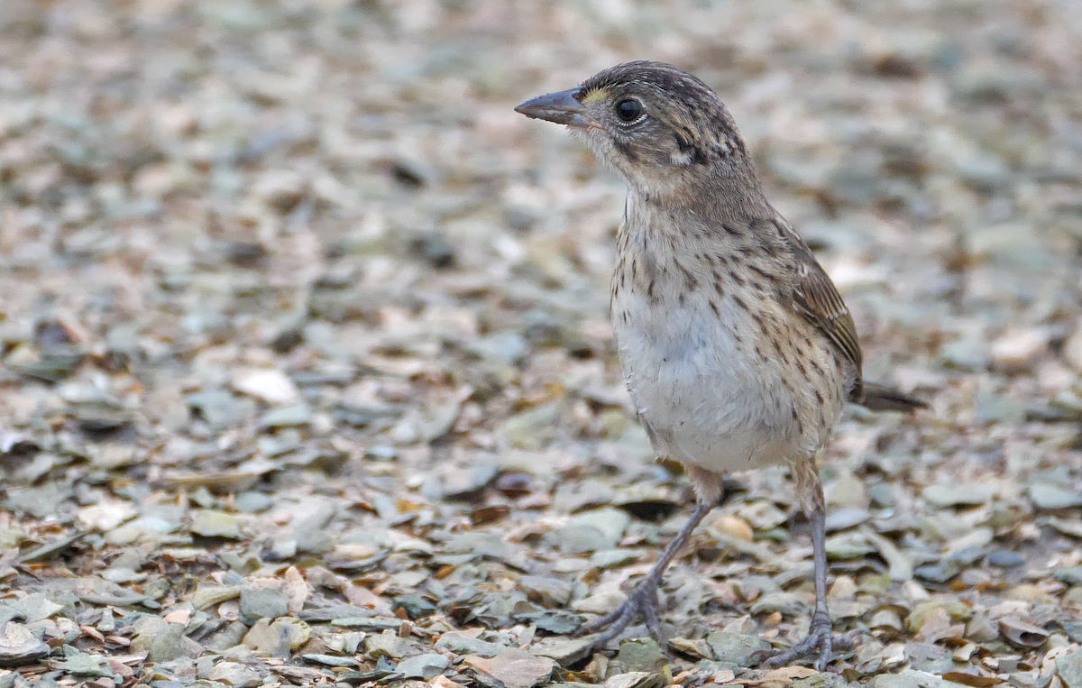 Seaside Sparrow (Atlantic) - ML245628901