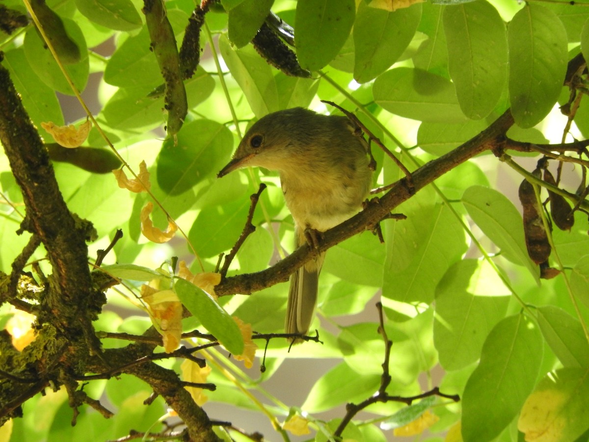 Curruca Carrasqueña Occidental - ML245632061