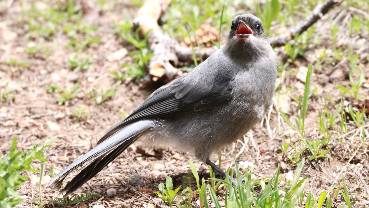 Canada Jay - ML245633441