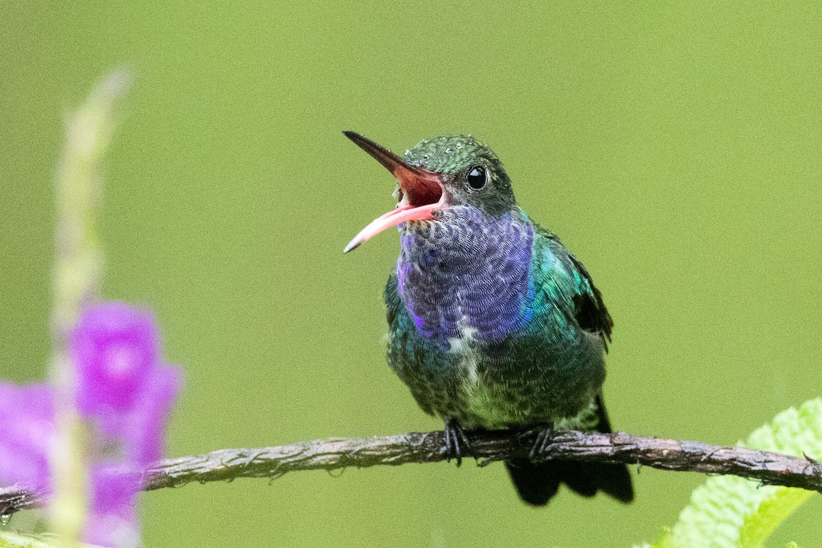 Sapphire-spangled Emerald - Garrett Lau