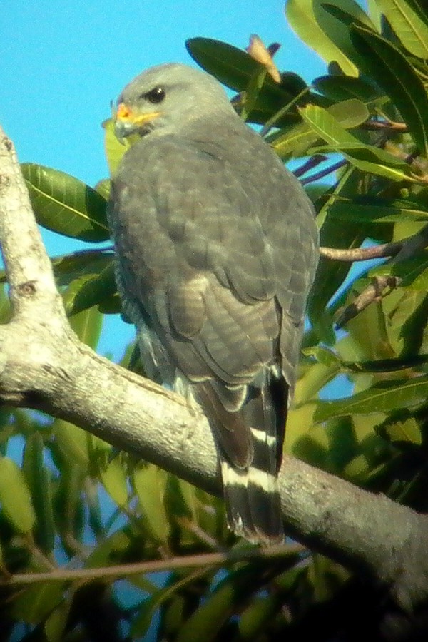 Gray Hawk - ML24563491