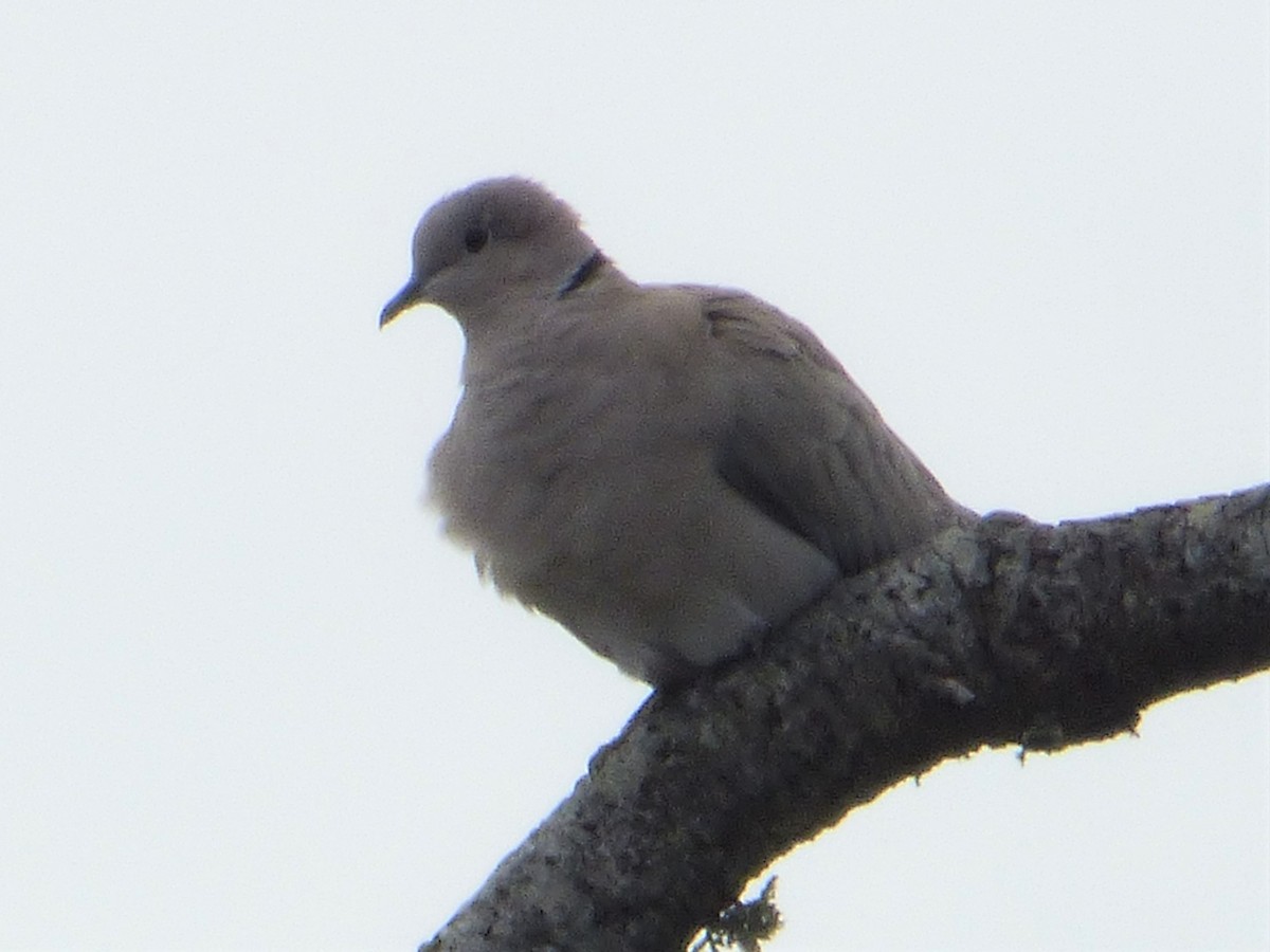 Eurasian Collared-Dove - ML245635691