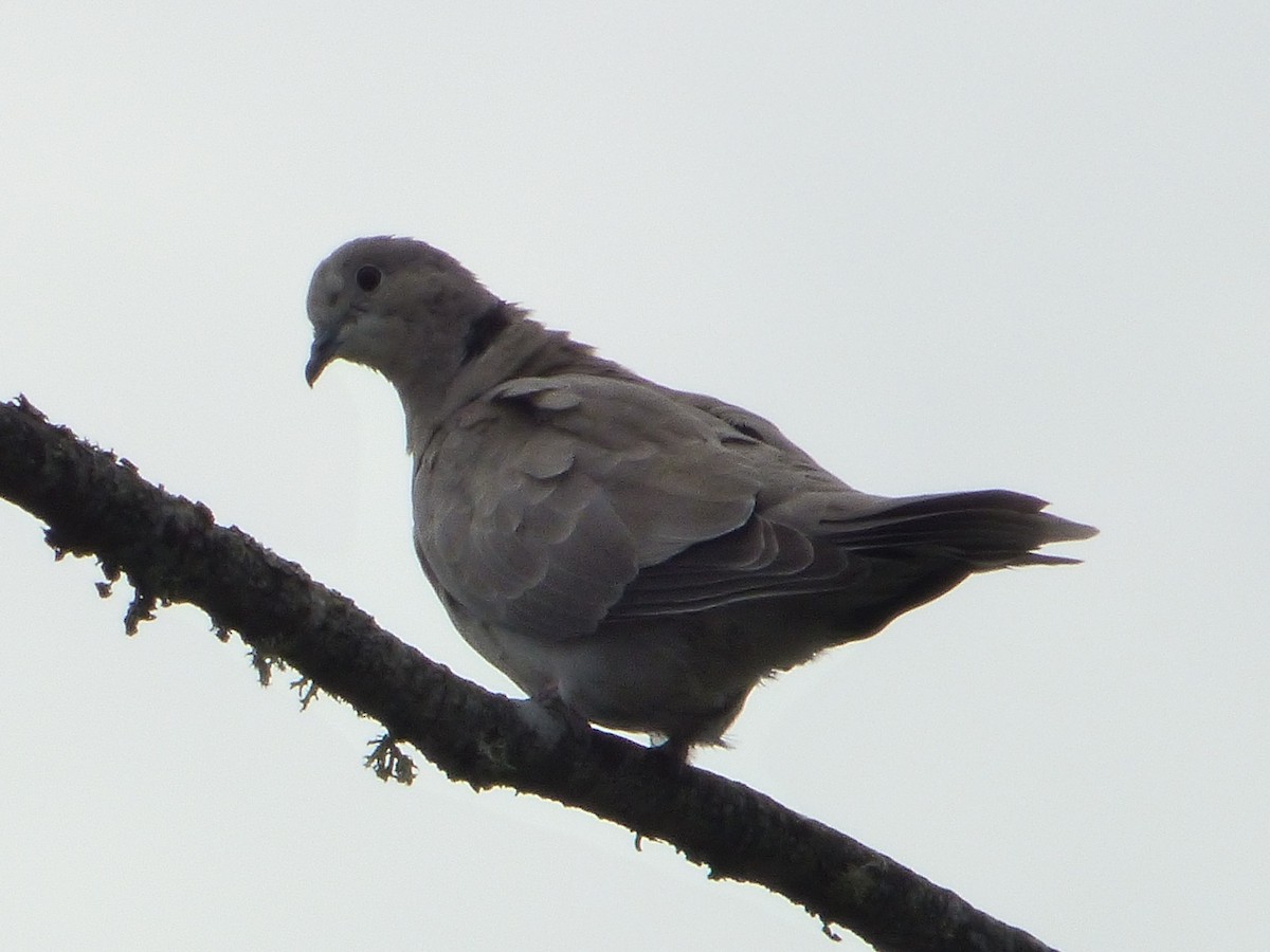 Eurasian Collared-Dove - ML245635721
