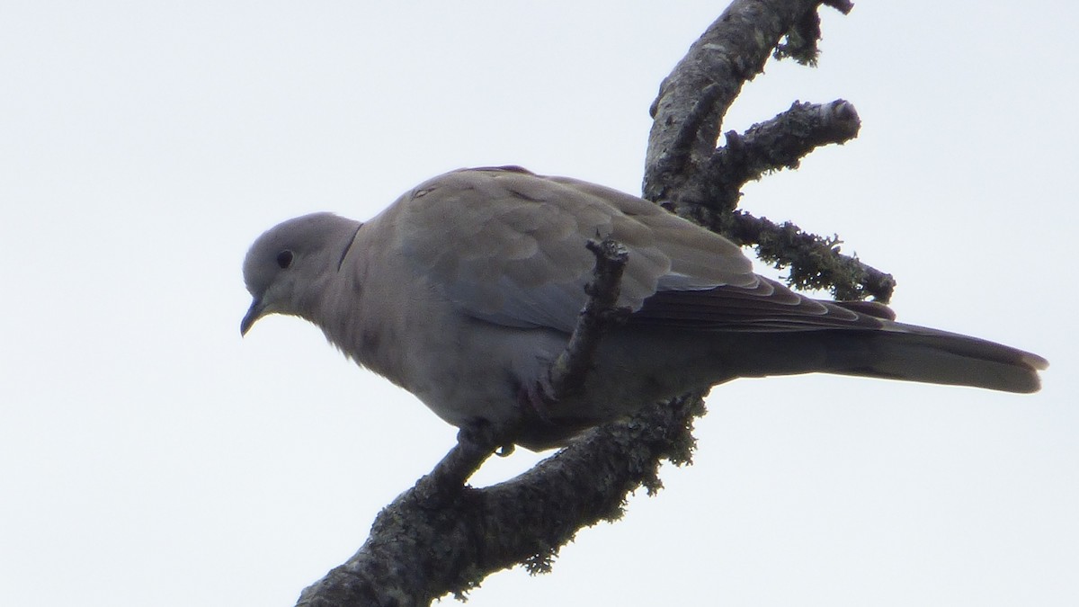 Eurasian Collared-Dove - ML245635751