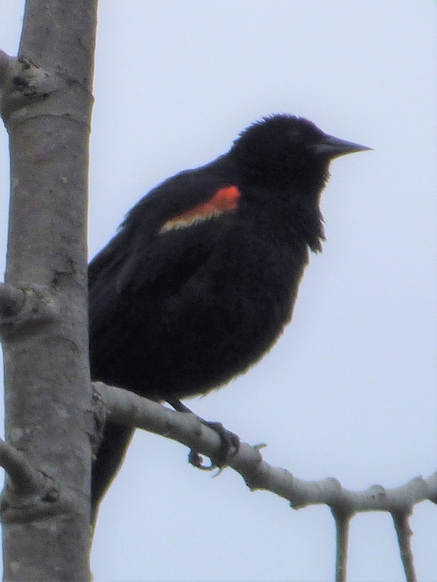 Red-winged Blackbird - Jim Mott