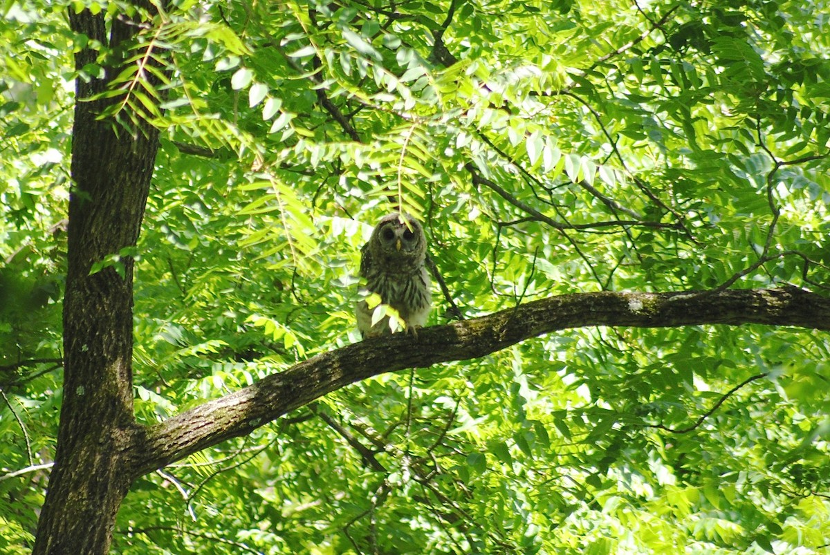 Barred Owl - ML245638701