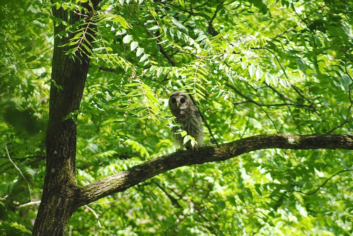 Barred Owl - ML245638711