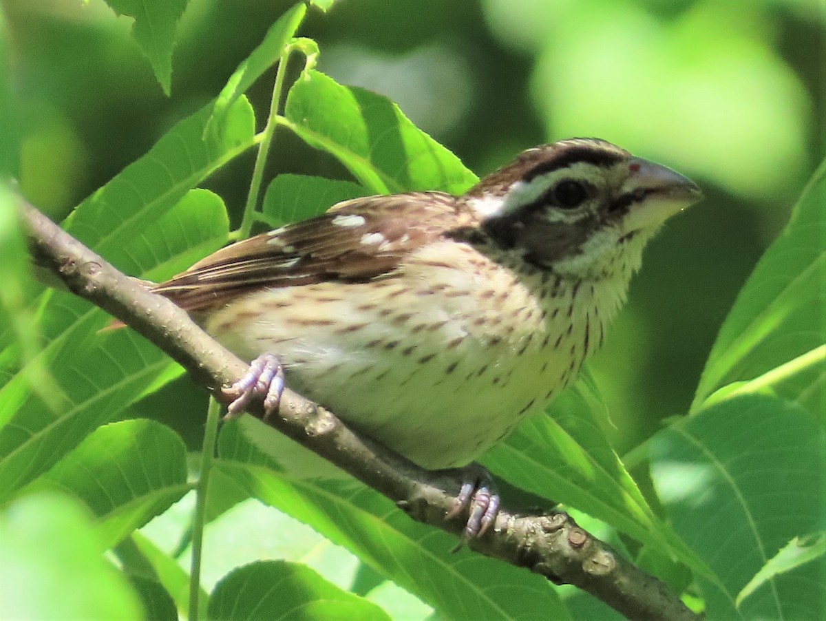 Rose-breasted Grosbeak - ML245639301