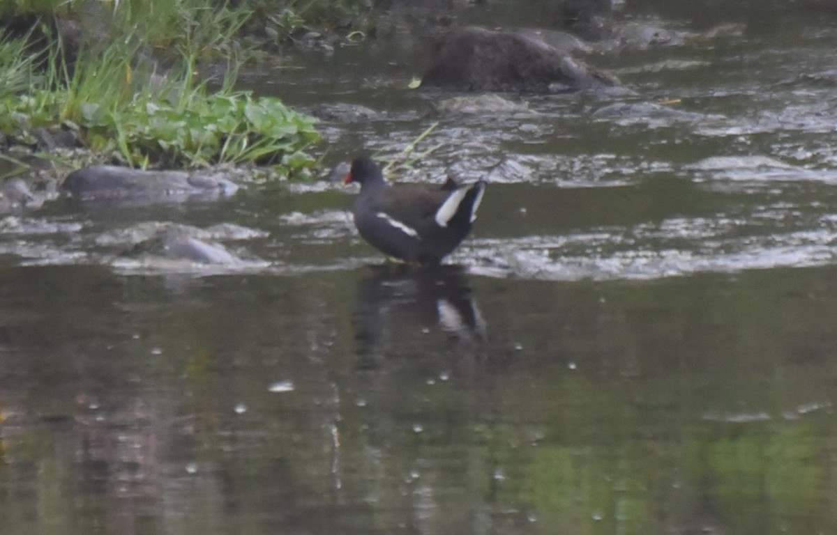 Gallinule d'Amérique - ML245640371