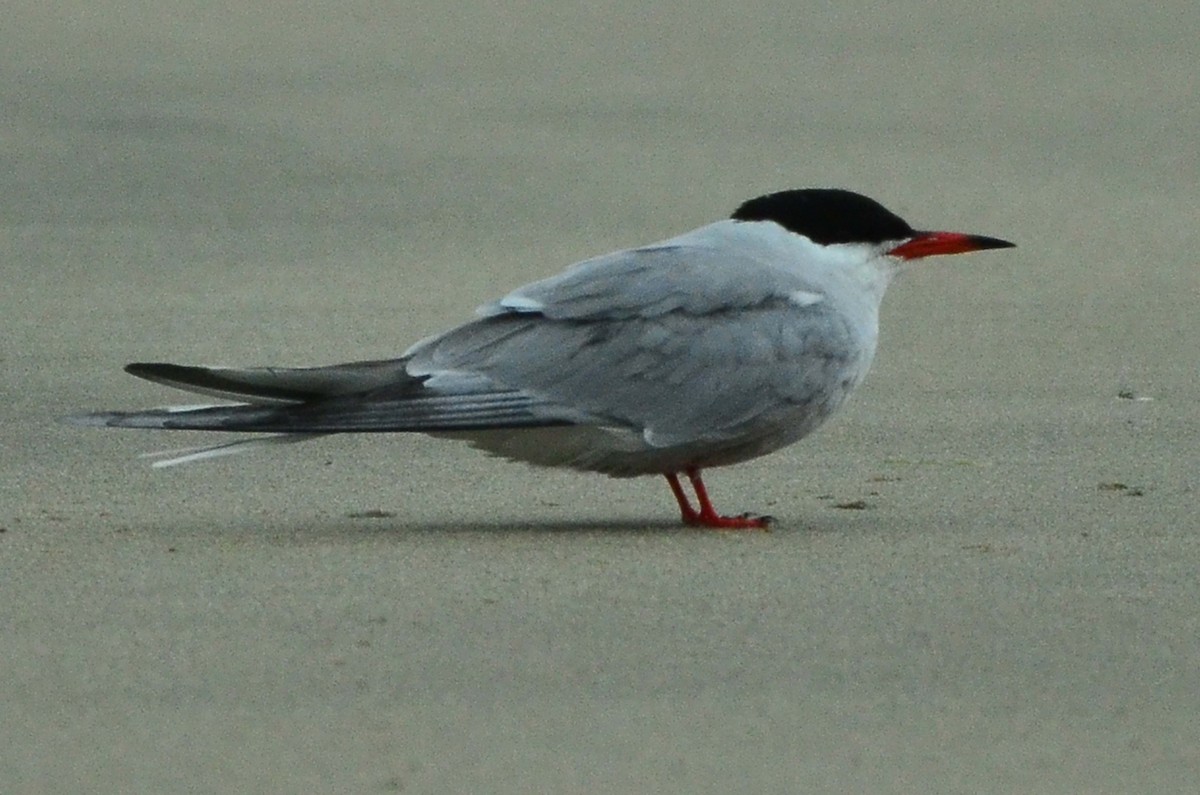 Common Tern - ML245642311