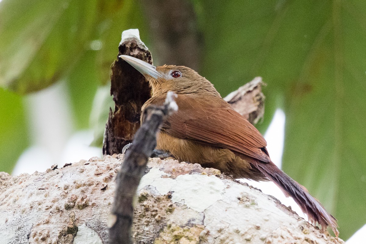 Cinnamon-throated Woodcreeper - Garrett Lau