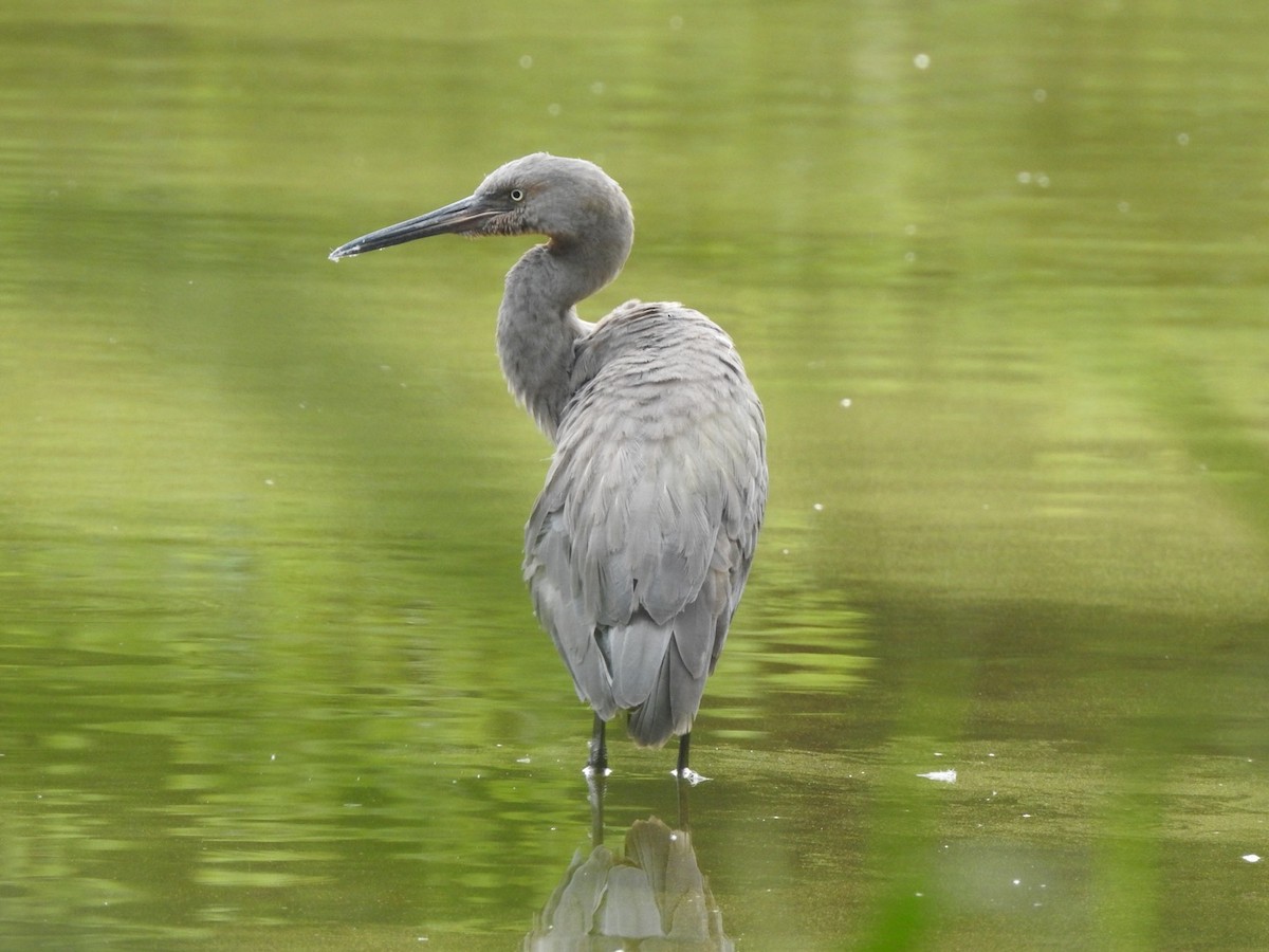 Reddish Egret - ML245643181