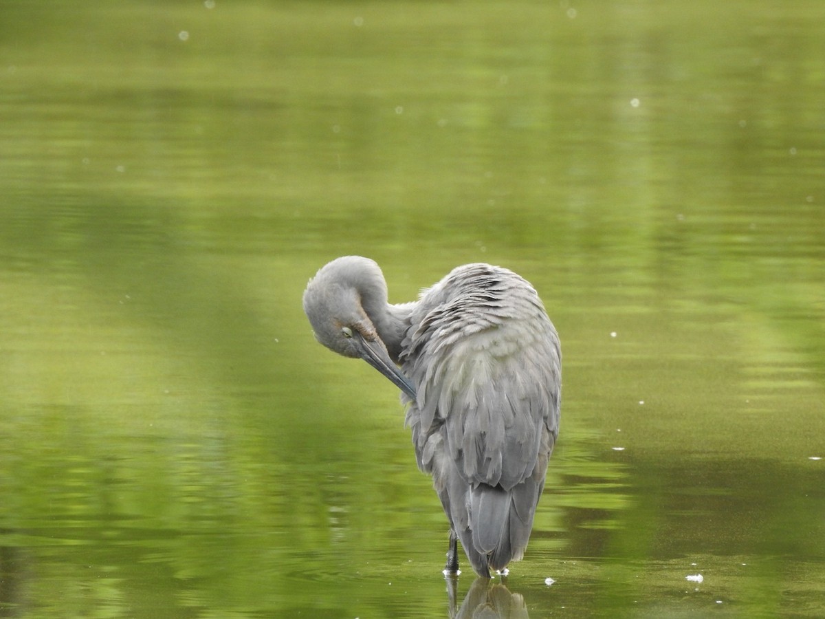 Reddish Egret - ML245643201