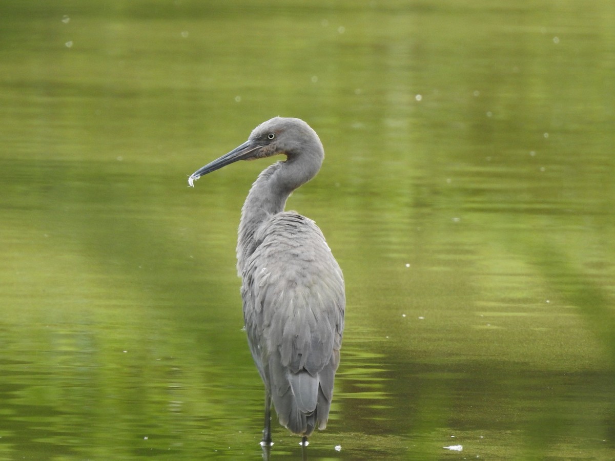 Reddish Egret - ML245643211