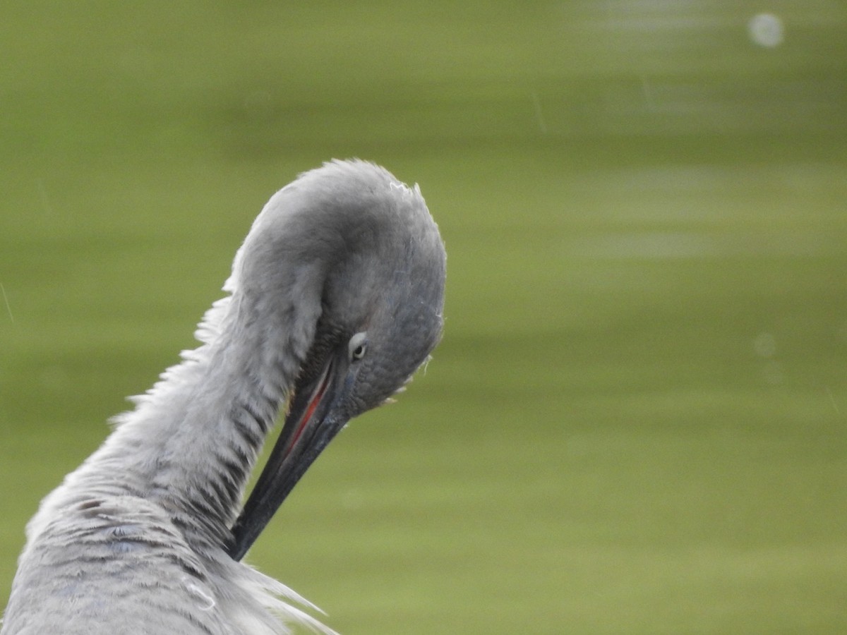 Reddish Egret - ML245643281