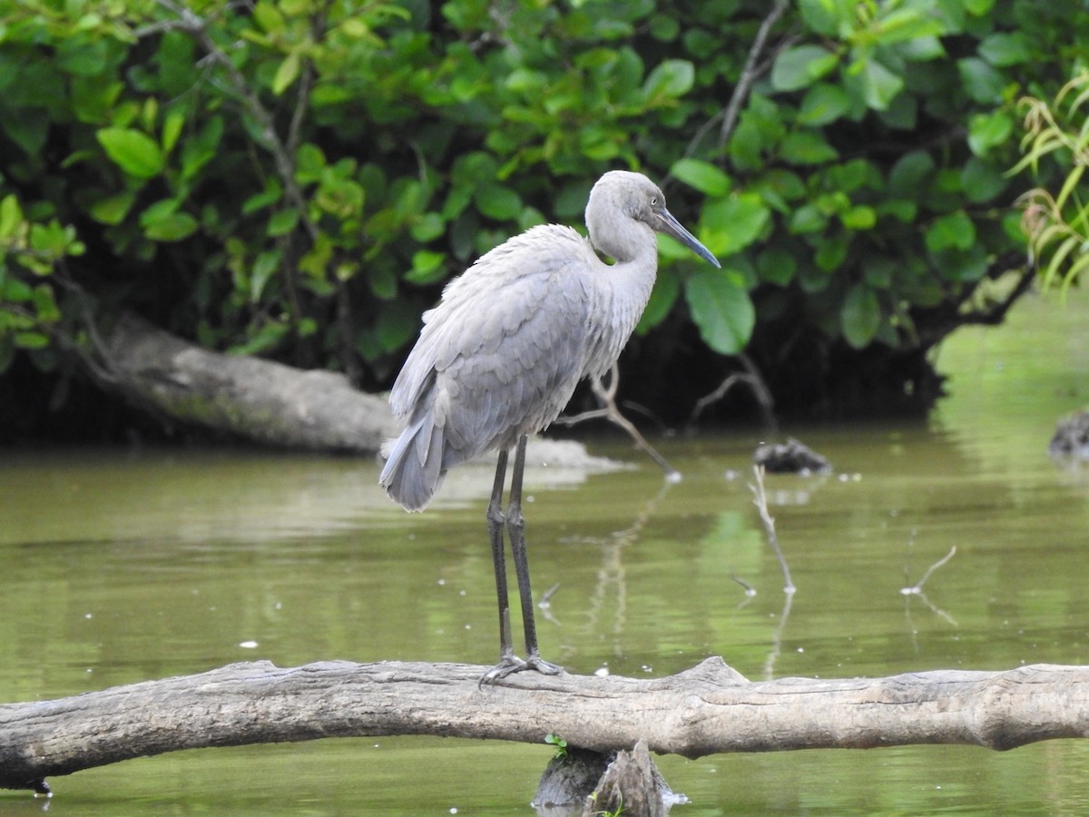 Reddish Egret - ML245643291