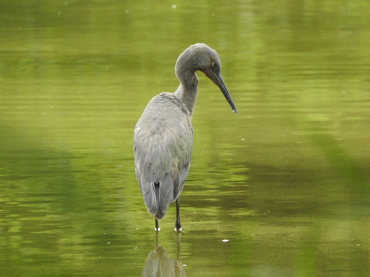 Reddish Egret - ML245643321