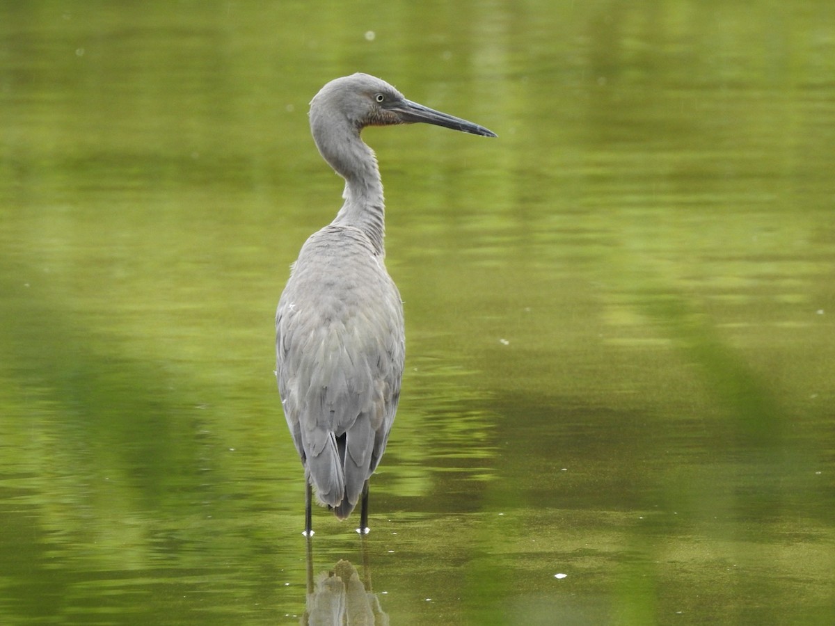 Reddish Egret - ML245643351