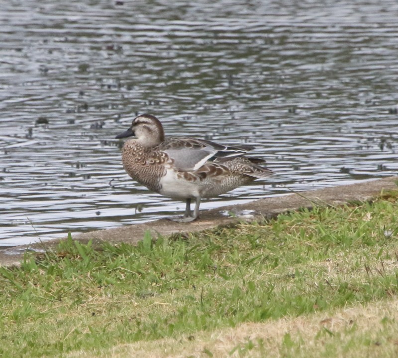 Garganey - ML24564541