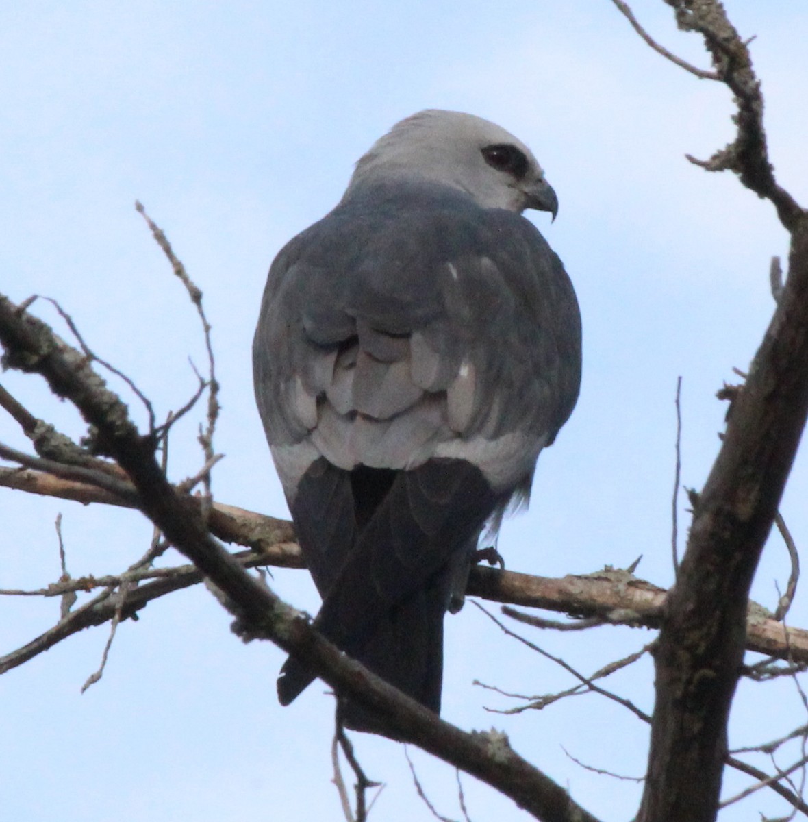 Mississippi Kite - ML245646291