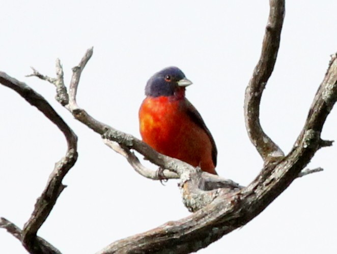 Painted Bunting - ML245646361