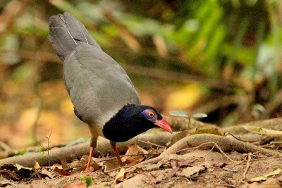 Coral-billed Ground-Cuckoo - Kris Webb