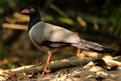 Coral-billed Ground-Cuckoo - ML245647861