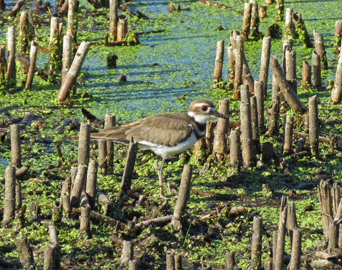 Killdeer - ML245650321