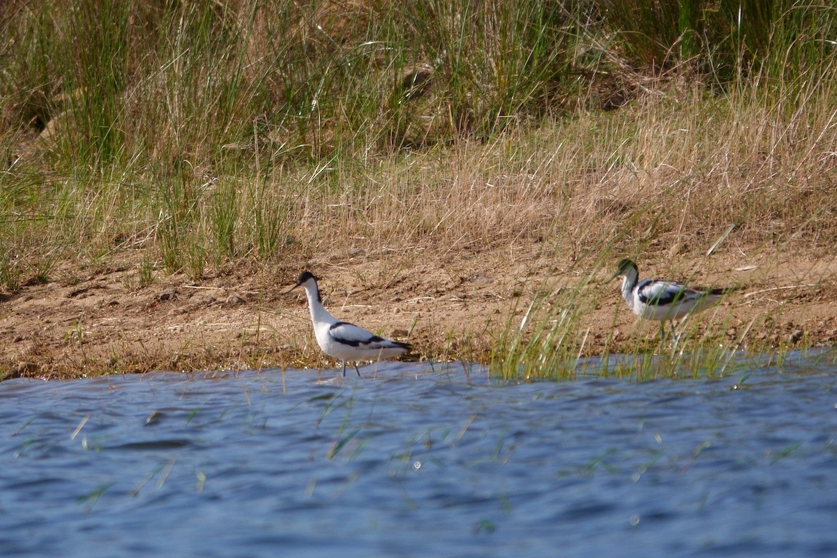 Pied Avocet - ML245650461