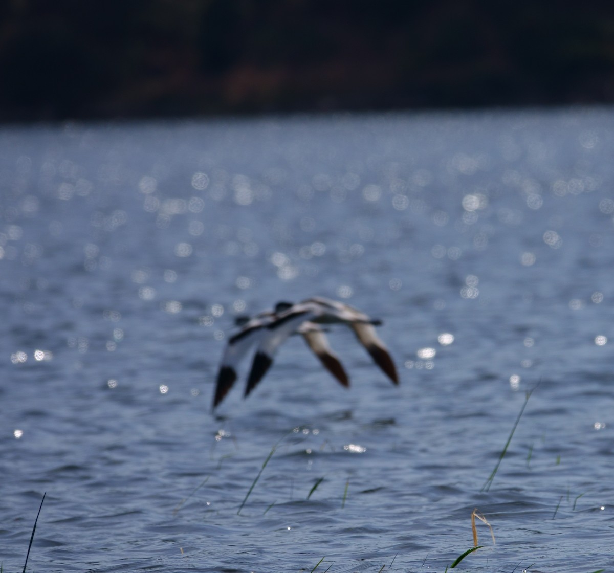 Pied Avocet - ML245651181