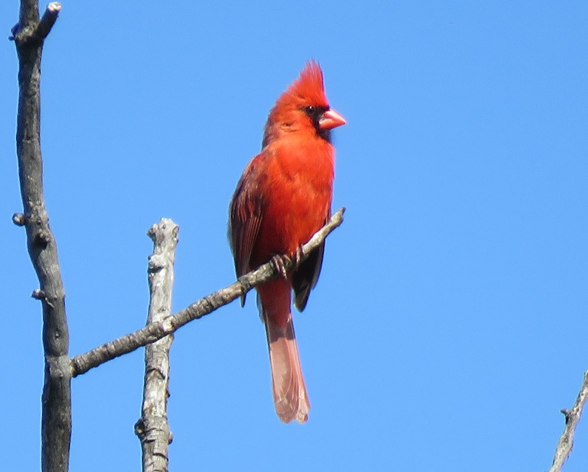 Northern Cardinal - Eric D Gyllenhaal