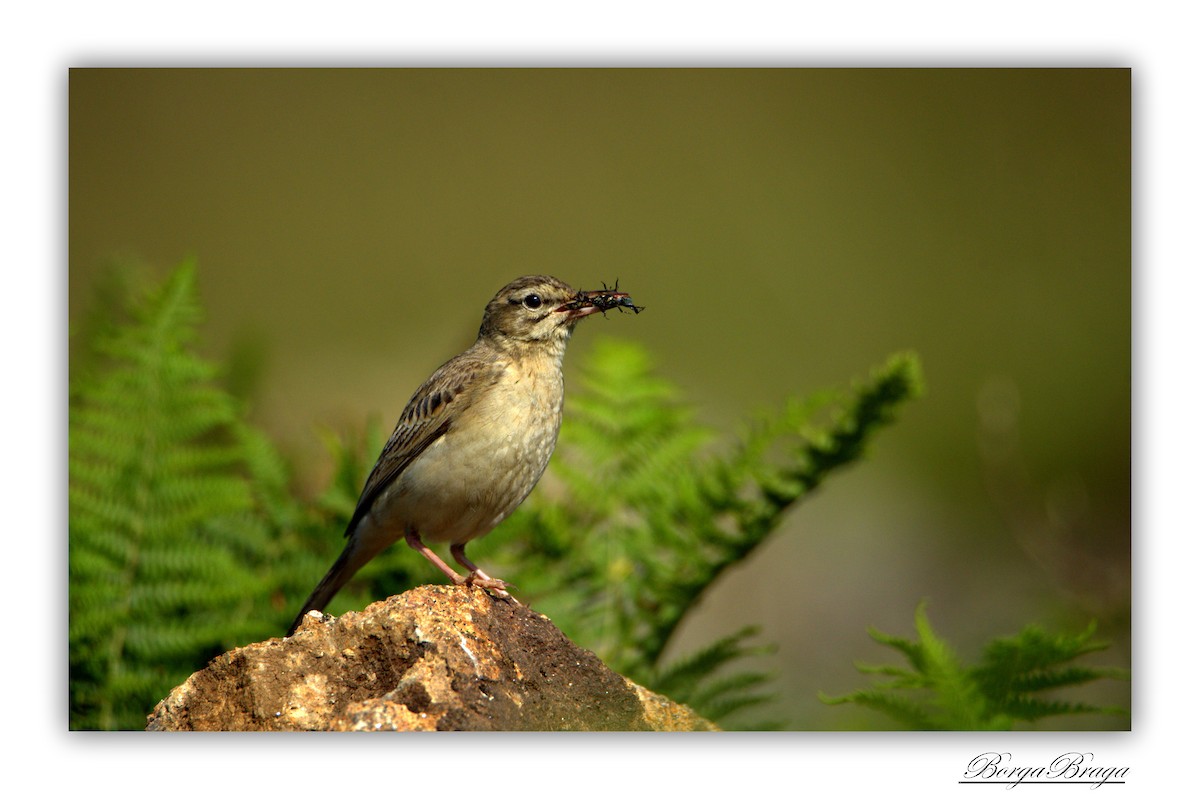 Tawny Pipit - ML245652261