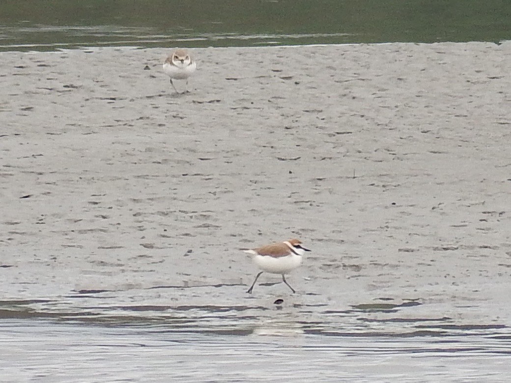 Kentish Plover - Chris Rurik