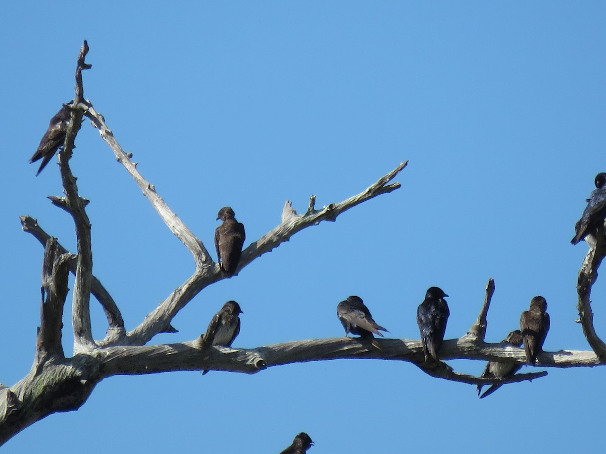 Purple Martin - ML245653221