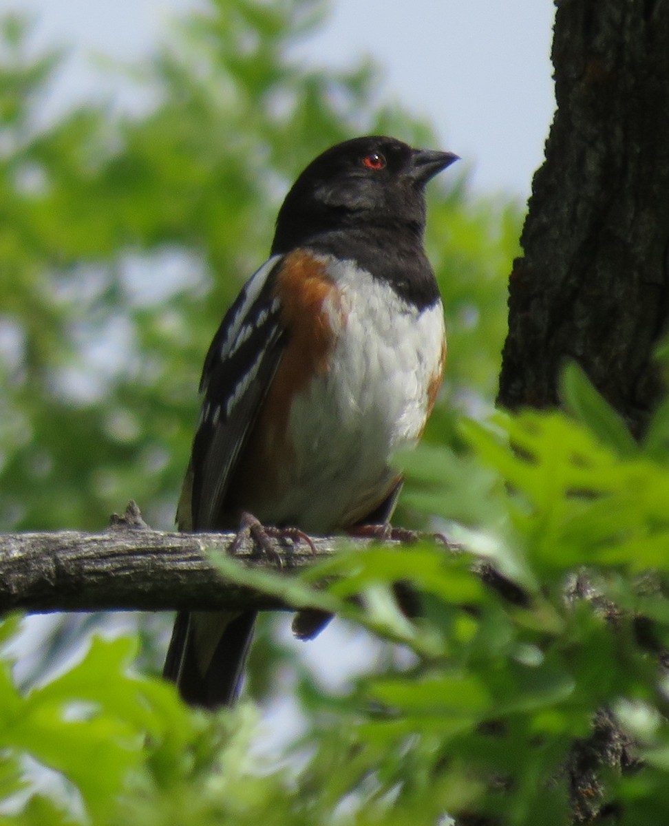 Spotted Towhee - ML245654181