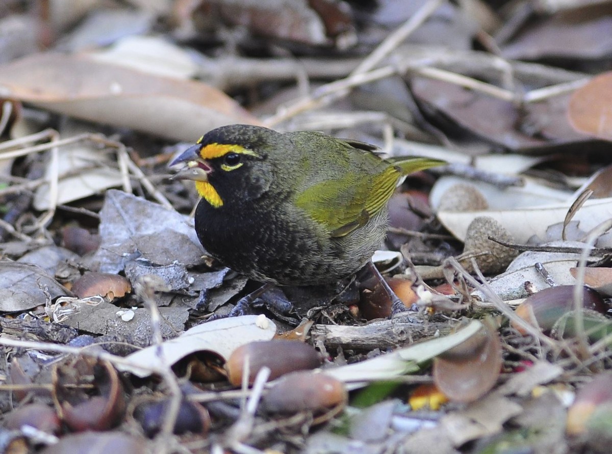 Yellow-faced Grassquit - ML245654421