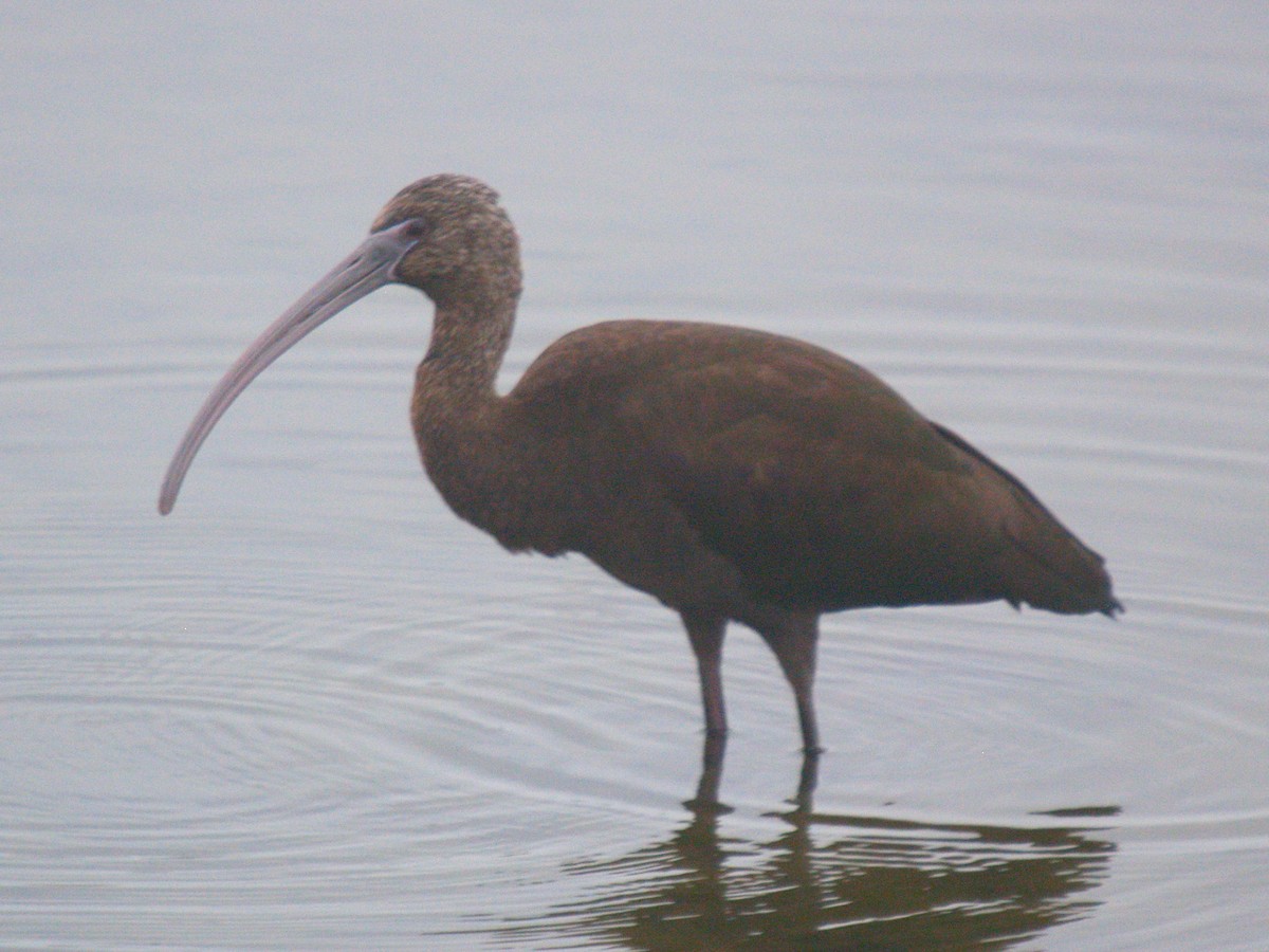 Hybride Ibis falcinelle x I. à face blanche - ML24565451