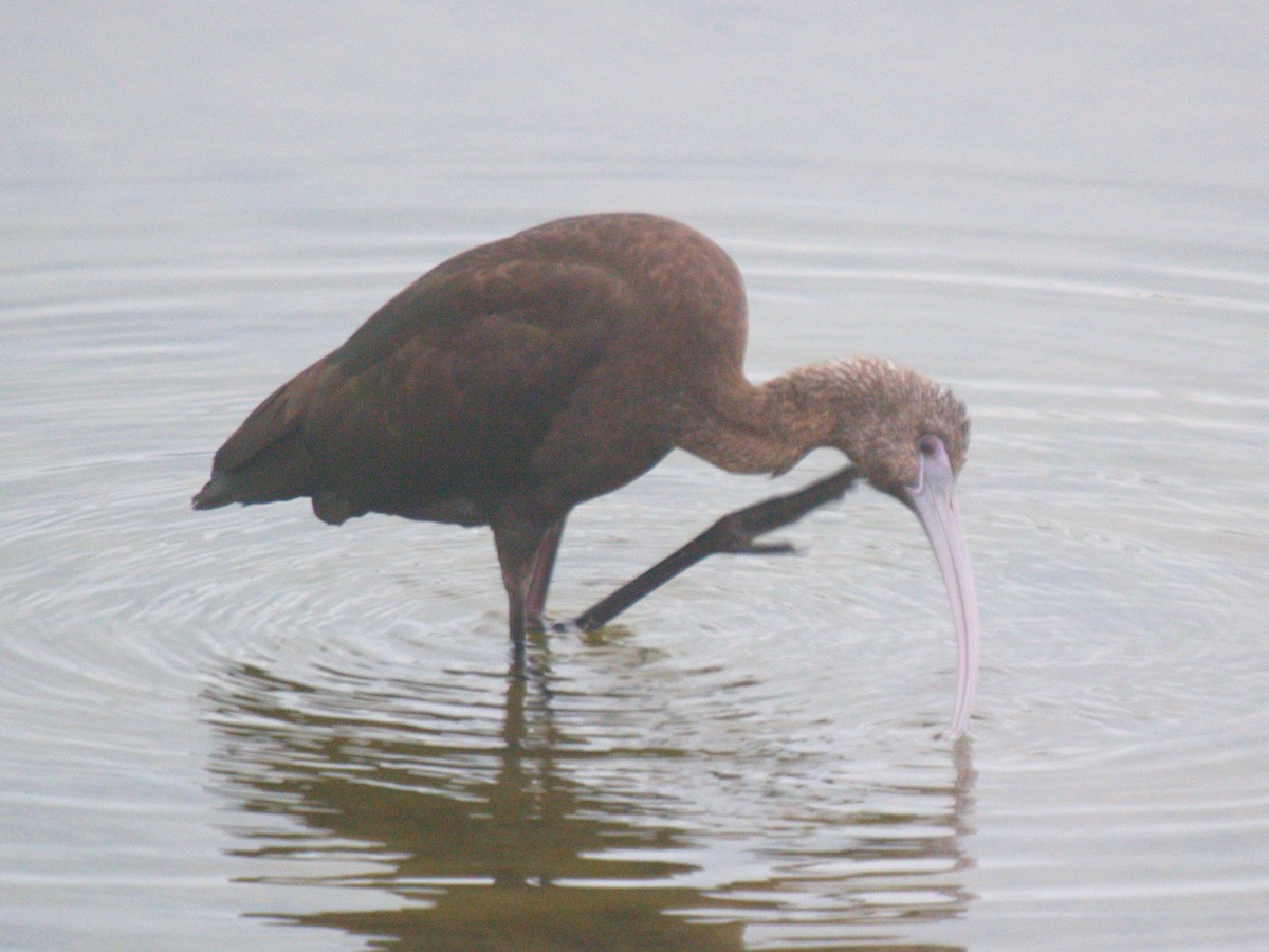 Hybride Ibis falcinelle x I. à face blanche - ML24565461