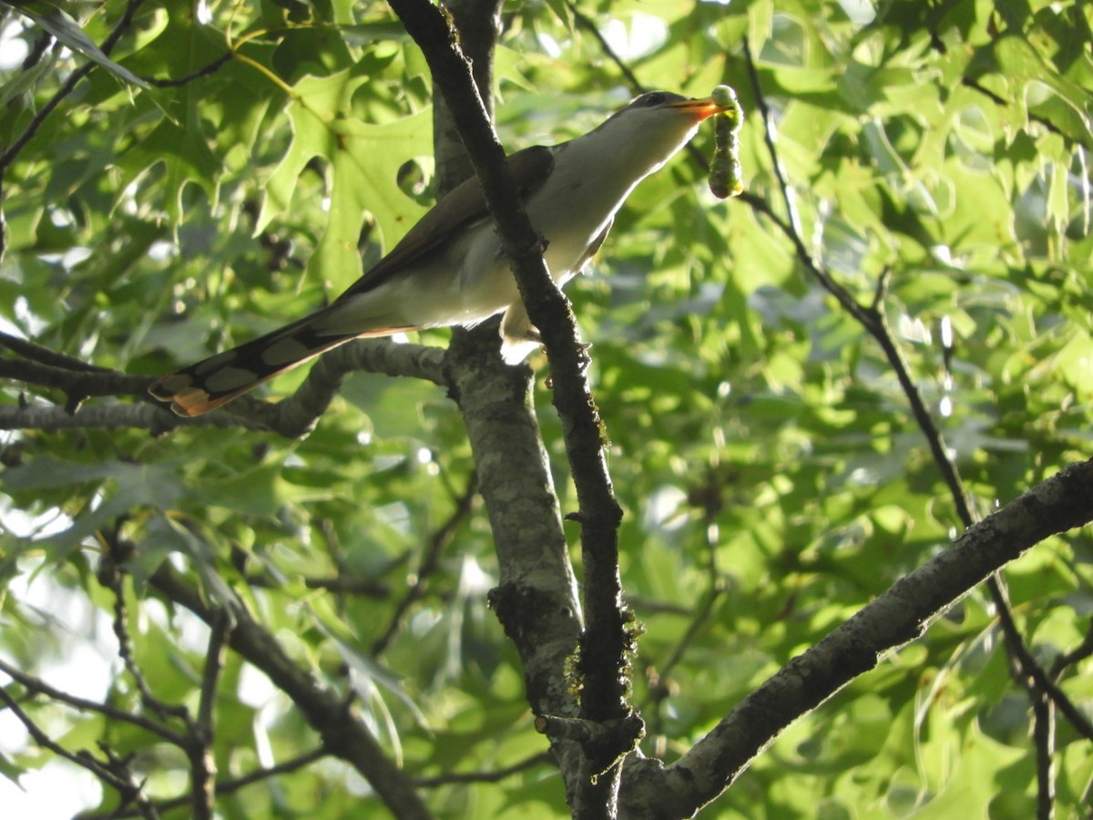 Yellow-billed Cuckoo - Wayne Covington