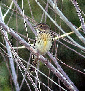 Dickcissel d'Amérique - ML245657861