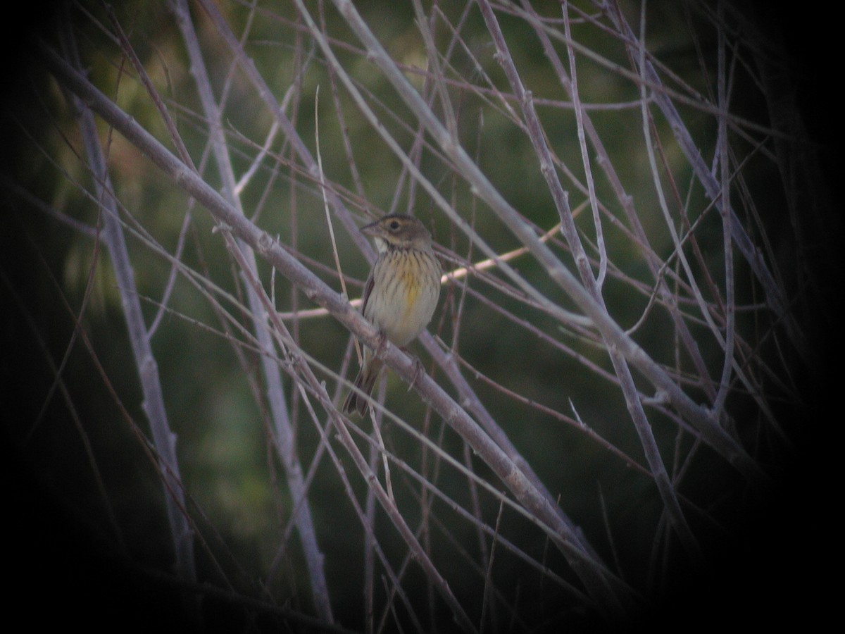 Dickcissel d'Amérique - ML245657871