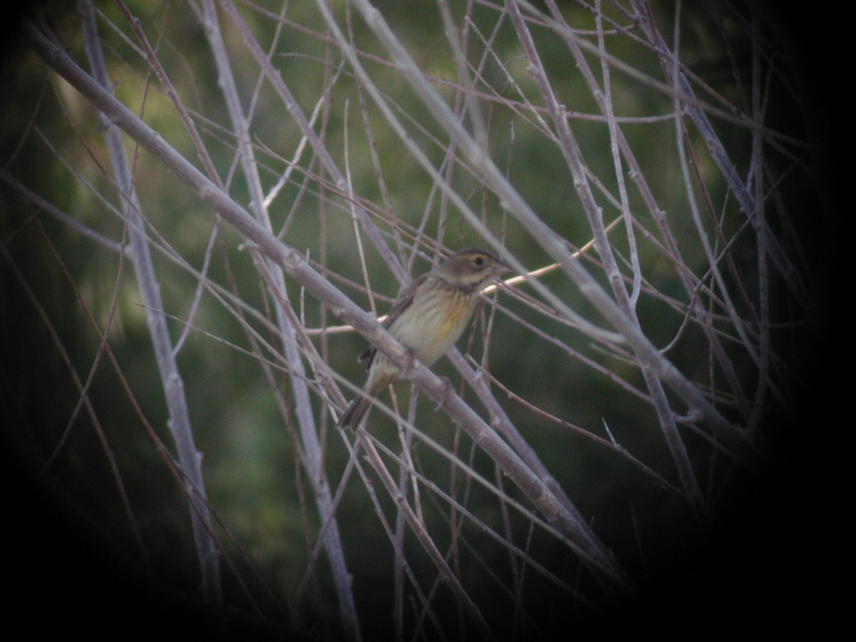 Dickcissel d'Amérique - ML245657881