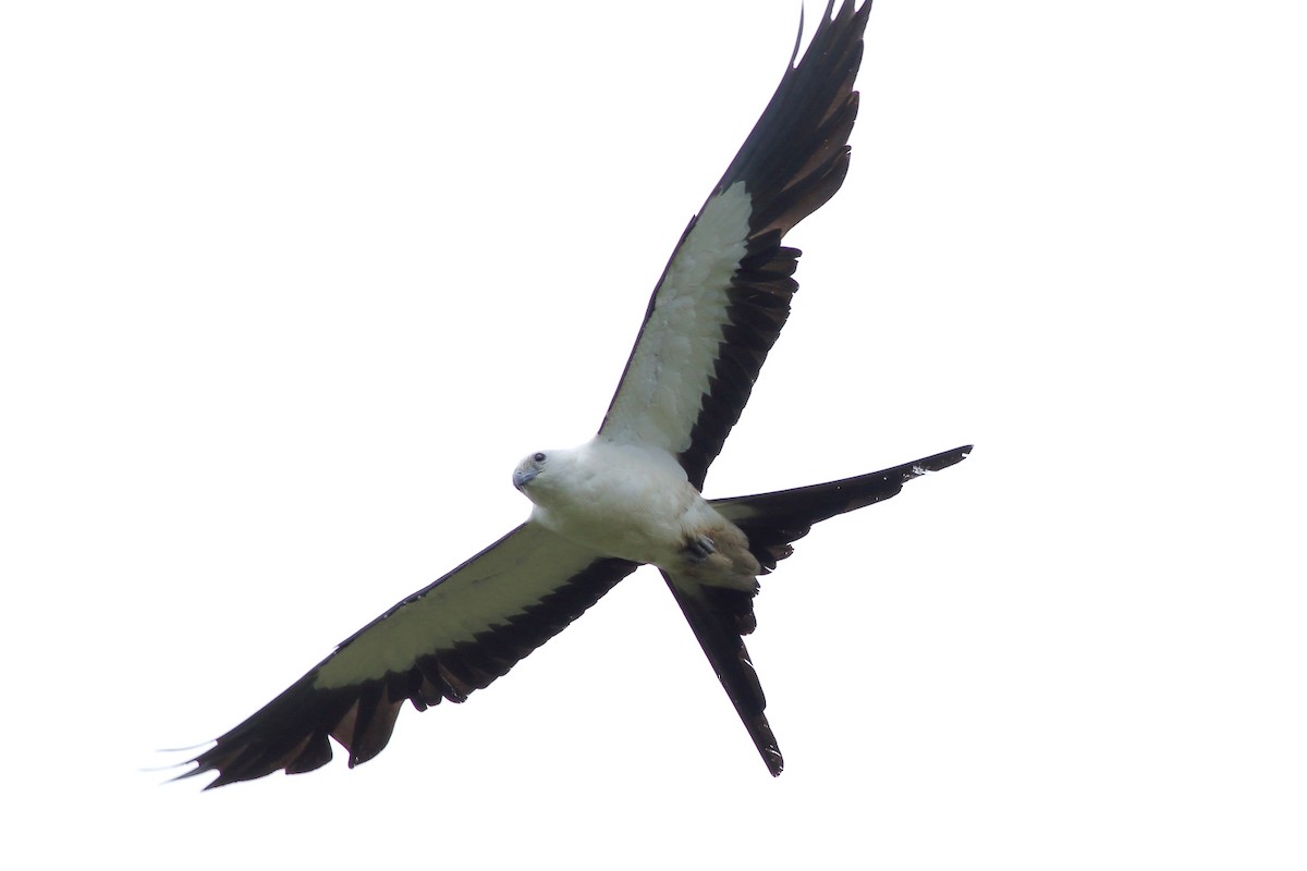 Swallow-tailed Kite - ML245660221