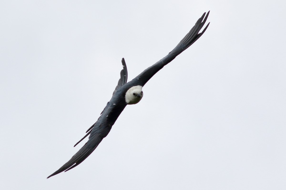 Swallow-tailed Kite - ML245660231