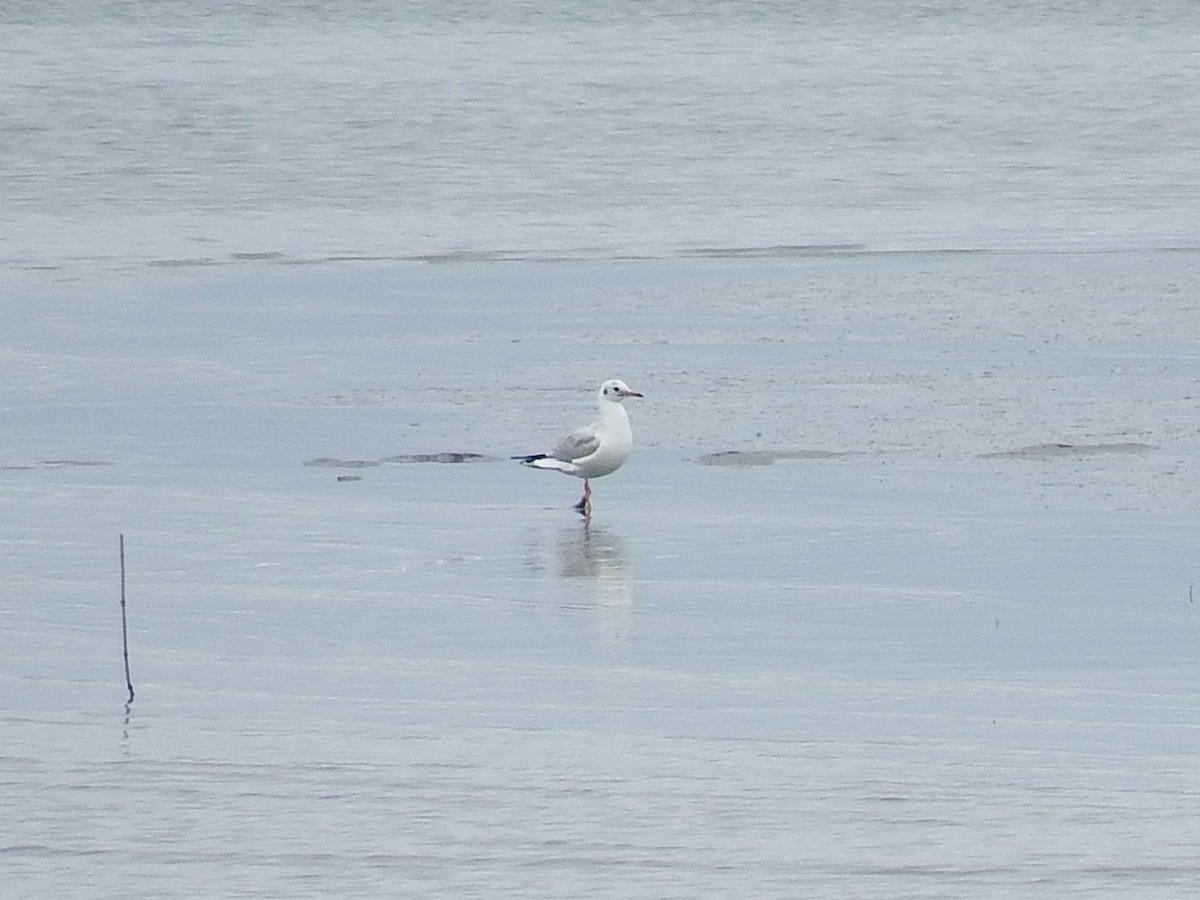 Black-headed Gull - ML24566041