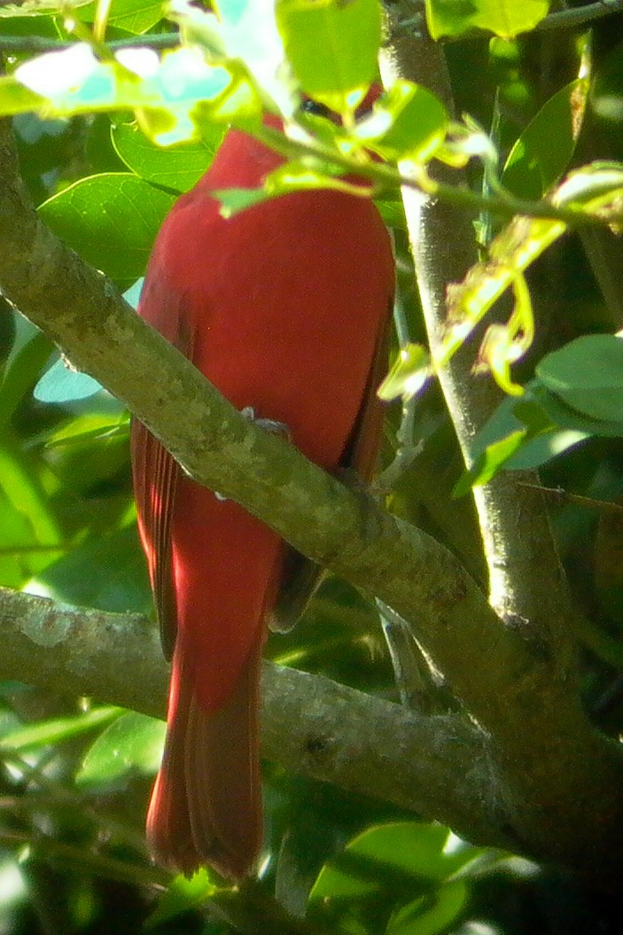 Summer Tanager - ML24566181